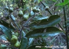 <i>Ocotea nectandrifolia</i> Mez [Lauraceae]