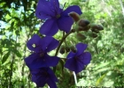 <i>Tibouchina urvilleana</i> (DC.) Cogn. [Melastomataceae]