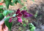 <i>Pleroma urvilleanum</i> (DC.) P.J.F.Guim. & Michelang. [Melastomataceae]