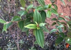 <i>Pleroma urvilleanum</i> (DC.) P.J.F.Guim. & Michelang. [Melastomataceae]