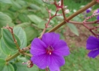 <i>Tibouchina urvilleana</i> (DC.) Cogn. [Melastomataceae]