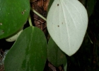 <i>Peperomia lyman-smithii</i> Yunck. [Piperaceae]