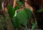 <i>Peperomia lyman-smithii</i> Yunck. [Piperaceae]