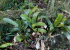 <i>Aechmea nudicaulis</i> (L.) Griseb. [Bromeliaceae]