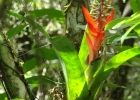 <i>Aechmea nudicaulis</i> (L.) Griseb. [Bromeliaceae]