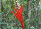 <i>Aechmea nudicaulis</i> (L.) Griseb. [Bromeliaceae]