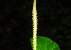 <i>Peperomia balansana</i> C.DC. [Piperaceae]