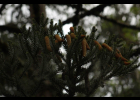 <i>Araucaria angustifolia</i> (Bertol.) Kuntze [Araucariaceae]