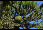 <i>Araucaria angustifolia</i> (Bertol.) Kuntze [Araucariaceae]