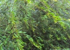 <i>Phyllanthus sellowianus</i> (Klotzsch) Müll.Arg. [Phyllanthaceae]