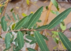 <i>Phyllanthus sellowianus</i> (Klotzsch) Müll.Arg. [Phyllanthaceae]