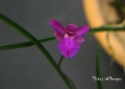 <i>Isabelia pulchella</i> (Kraenzl.) Senghas & Teusch. [Orchidaceae]