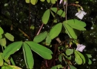 <i>Oxalis geralensis</i> Knuth [Oxalidaceae]