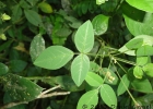 <i>Oxalis cytisoides</i> Mart. ex Zucc. [Oxalidaceae]