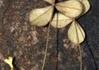 <i>Oxalis bifrons</i> Progel [Oxalidaceae]