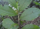 <i>Ocotea mandioccana</i> A. Quinet [Lauraceae]