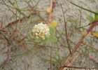 <i>Blutaparon portulacoides</i> (A. St.-Hil.) Mears [Amaranthaceae]