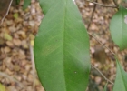 <i>Achatocarpus praecox</i> Griseb. [Achatocarpaceae]