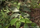 <i>Dasyphyllum spinescens</i> (Less.) Cabrera [Asteraceae]