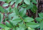 <i>Dasyphyllum spinescens</i> (Less.) Cabrera [Asteraceae]