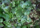 <i>Marchantia chenopoda</i> L. [Marchantiaceae]