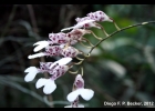 <i>Rodriguezia decora</i> Rchb. f. [Orchidaceae]