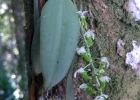 <i>Zygostates pellucida</i> Rchb.f. [Orchidaceae]