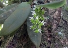 <i>Zygostates pellucida</i> Rchb.f. [Orchidaceae]