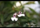 <i>Rodriguezia decora</i> Rchb. f. [Orchidaceae]