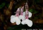 <i>Rodriguezia decora</i> Rchb. f. [Orchidaceae]