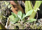 <i>Specklinia matinhensis</i> (Hoehne) Luer [Orchidaceae]
