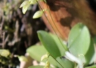 <i>Specklinia matinhensis</i> (Hoehne) Luer [Orchidaceae]