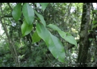 <i>Achatocarpus praecox</i> Griseb. [Achatocarpaceae]