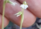 <i>Hapalorchis lineatus</i> (Lindl.) Schltr. [Orchidaceae]