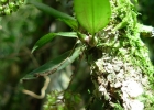 <i>Sanderella riograndensis</i> Dutra ex Pabst [Orchidaceae]