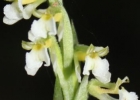 <i>Hapalorchis lineatus</i> (Lindl.) Schltr. [Orchidaceae]