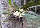 <i>Prosthechea fragrans</i> (Sw.) W.E.Higgins [Orchidaceae]