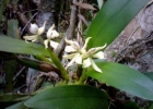 <i>Prosthechea fragrans</i> (Sw.) W.E.Higgins [Orchidaceae]
