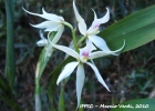 <i>Prosthechea bulbosa</i> (Vell.) W.E.Higgins [Orchidaceae]