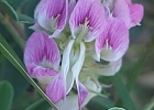 <i>Indigofera sabulicola</i> Benth [Fabaceae]