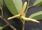 <i>Annona neosalicifolia</i> H.Rainer [Annonaceae]