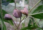 <i>Coutarea hexandra</i> (Jacq.) K. Schum. [Rubiaceae]