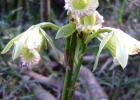<i>Galeandra beyrichii</i> Rchb. f. [Orchidaceae]