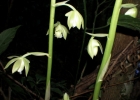 <i>Galeandra beyrichii</i> Rchb. f. [Orchidaceae]