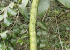 <i>Adenocalymma marginatum</i> (Cham.) DC. [Bignoniaceae]