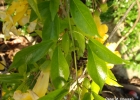 <i>Adenocalymma marginatum</i> (Cham.) DC. [Bignoniaceae]