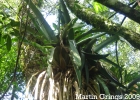 <i>Aechmea bromeliifolia</i> (Rudge) Baker [Bromeliaceae]