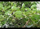 <i>Annona sylvatica</i> A. St.-Hil. [Annonaceae]
