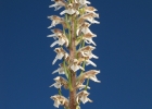 <i>Pelexia ekmanii</i> (Kraenzl.) Schltr. [Orchidaceae]