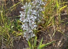<i>Pelexia ekmanii</i> (Kraenzl.) Schltr. [Orchidaceae]